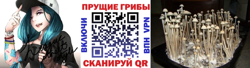 хочу наркоту  Жуков  omg   Галлюциногенные грибы мицелий 